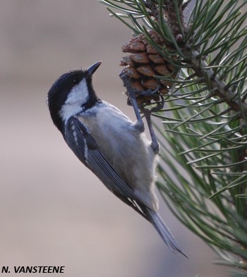 Periparus ater